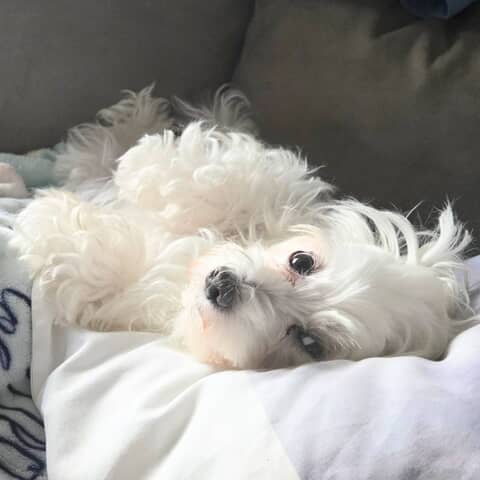 Lilu