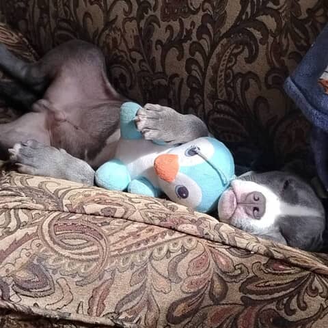 Bruno