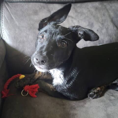 Sibby