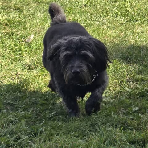 Winston