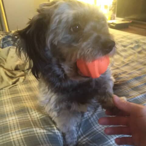Romeo