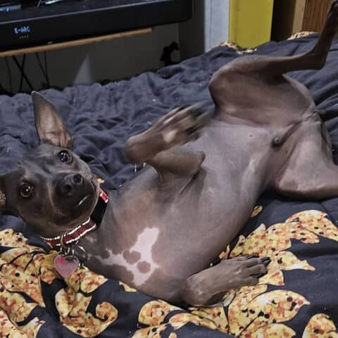 Anubis