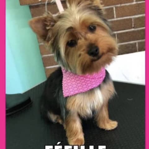 Féfille