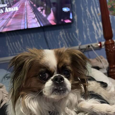 Ozzie