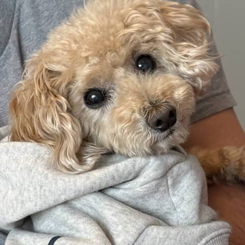 Chewy