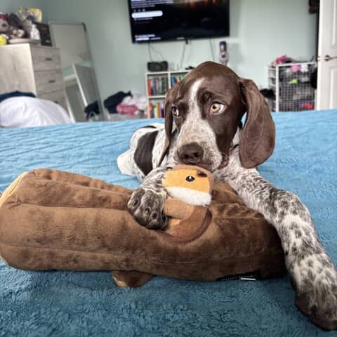 Hazel