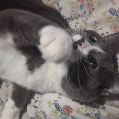 Milli