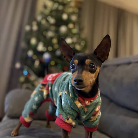 Toby