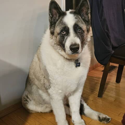 Fenrir