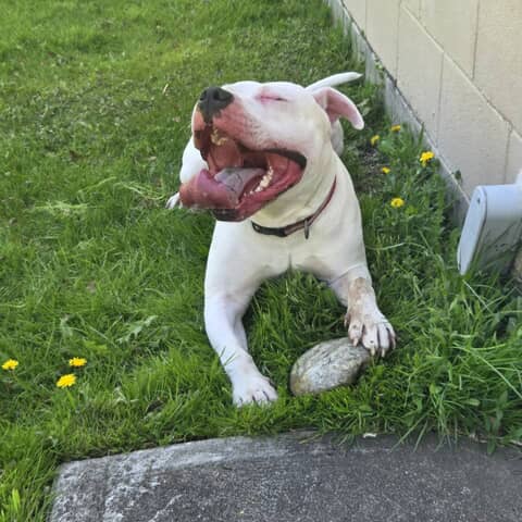 Max