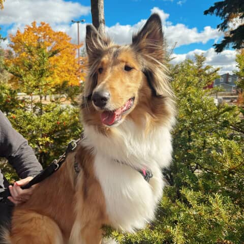 daisy-mae