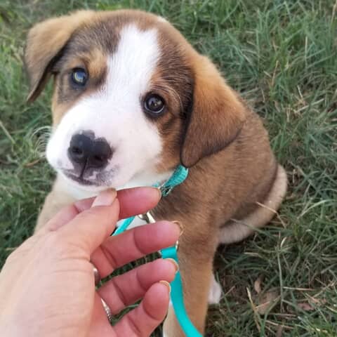 Nova