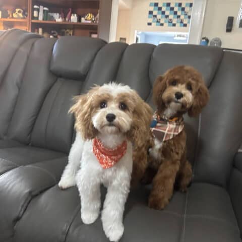 Bella & Dexter