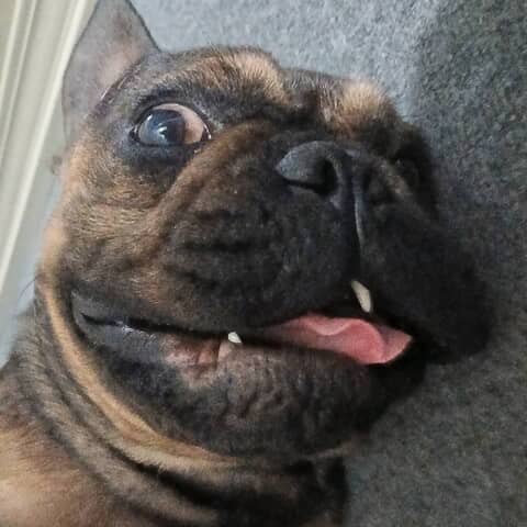 Chubbs