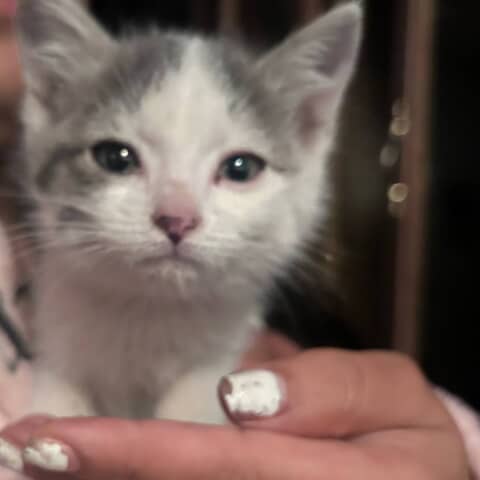Kitty