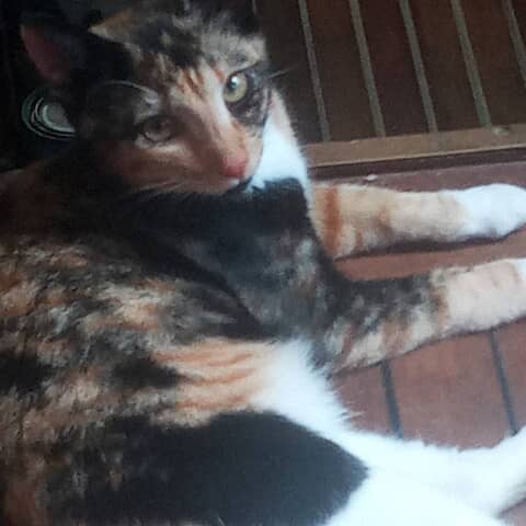 Nautycat