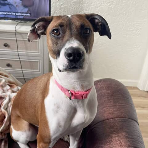 Gia