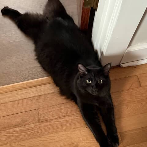 Taz