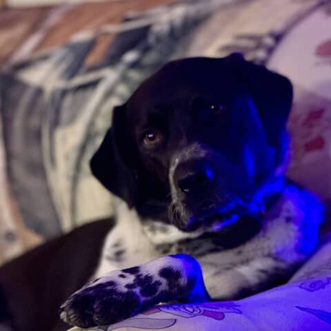 Niko