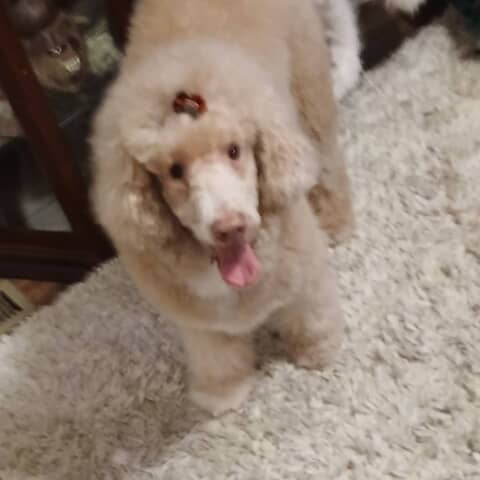 Dixie
