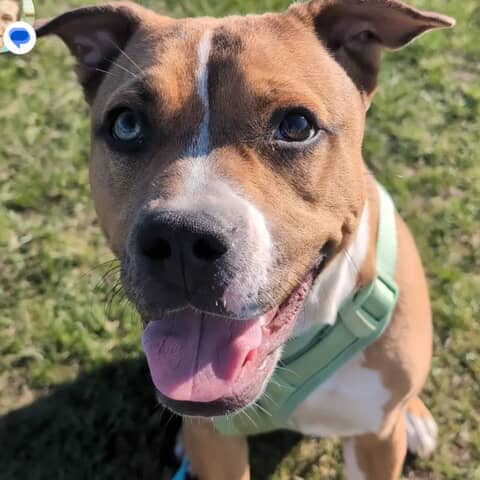 Nala