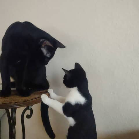 Oynx and Lola