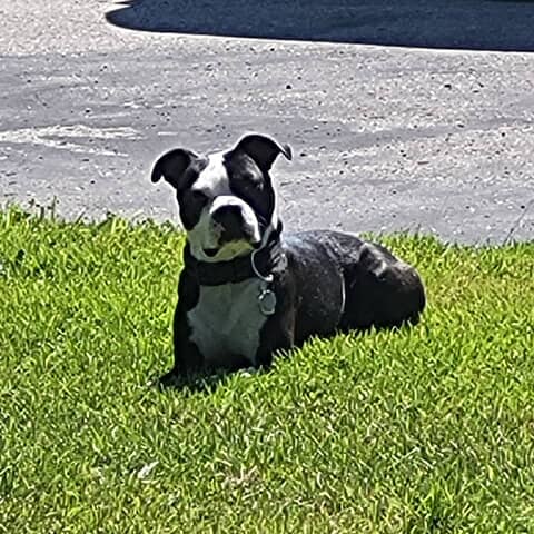 Boscoe