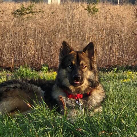 Odin