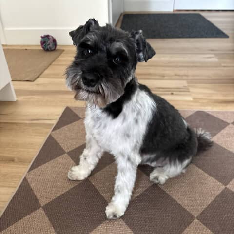 Sophie