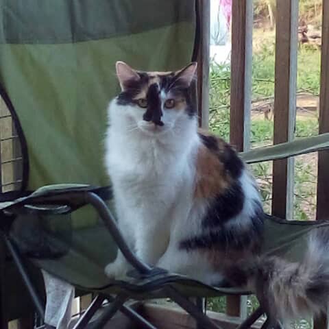 Mazzie