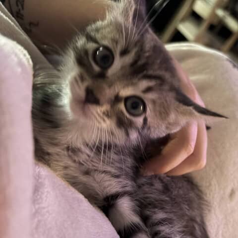 Bella