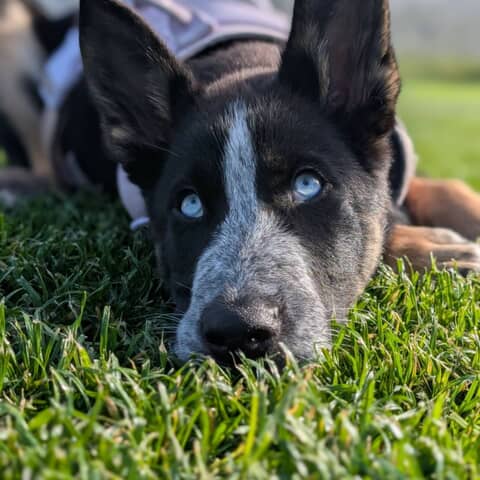 Maximo