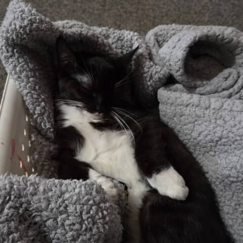 Oreo