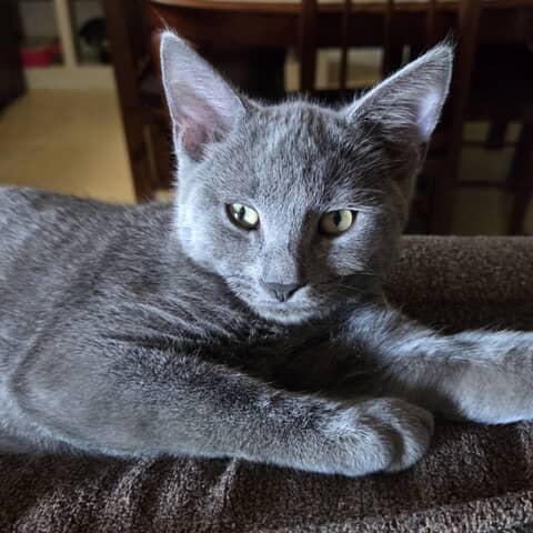 Bluey