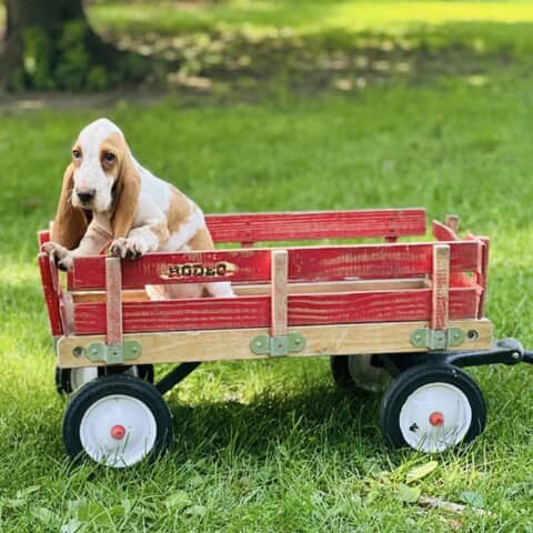 Cooper