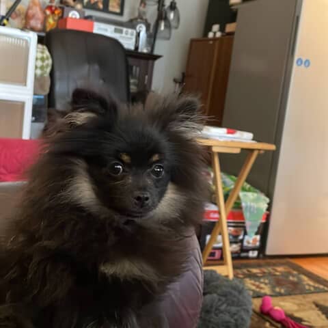 Mocha