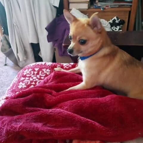 Peanut