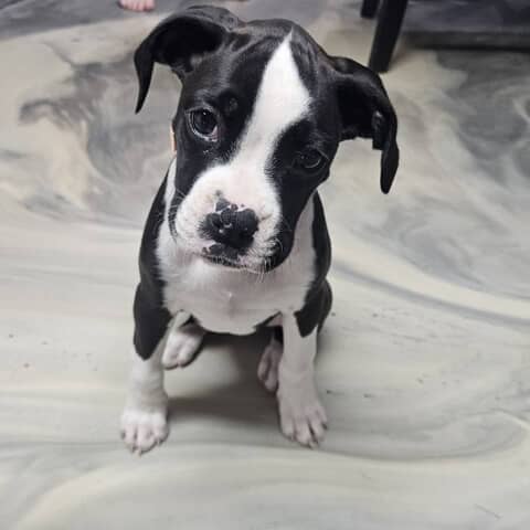 Piper