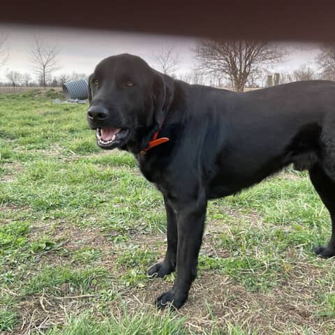 Junior