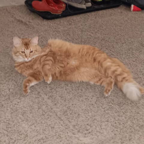 Sophie