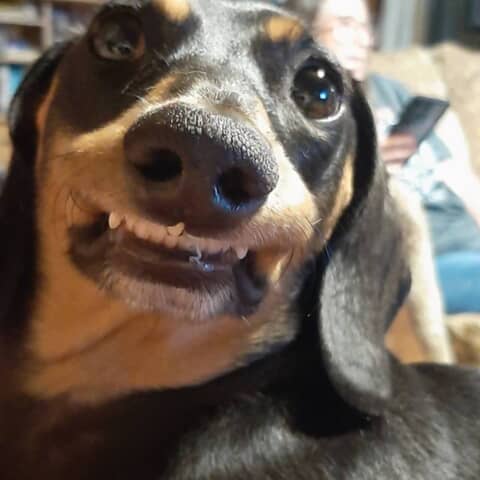 Sadie