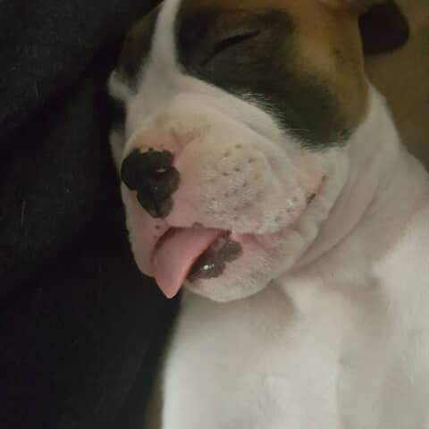 Harley