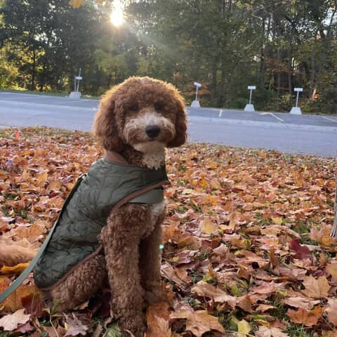 Bernard