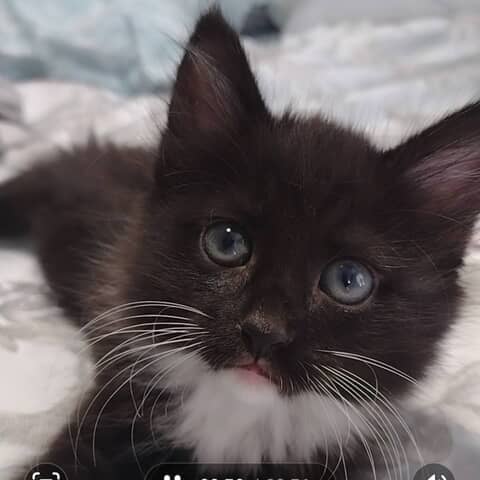 Moxie