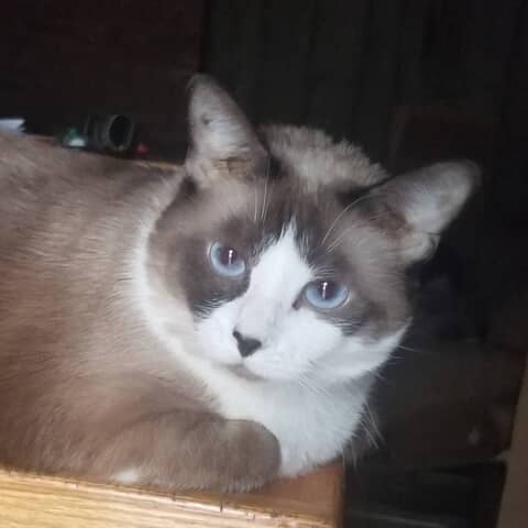 Baby Kitten