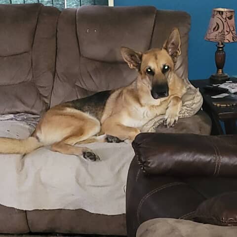 Nigel