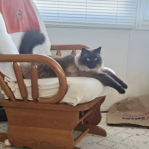 Gizmo