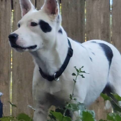 Charlie
