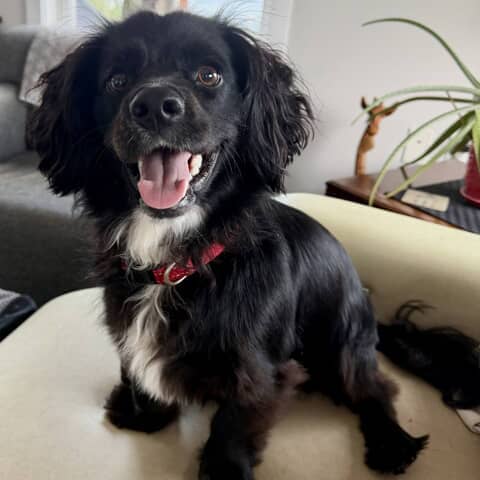 Milo