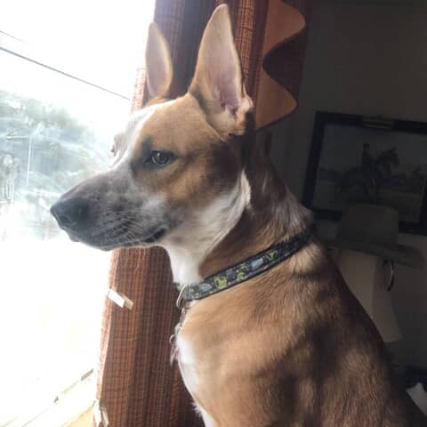zeus